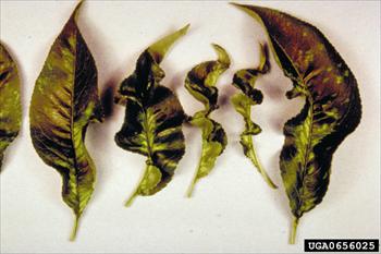 ویروئید موزائیک نهفته هلو